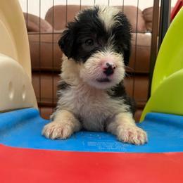 Mint - Gray and white male Old English Sheepdog puppy in Iowa from Midwest Puppy Paws