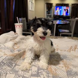 Girl 1 - Parti female Miniature Schnauzer puppy in Bloomington, California from Mini Beard Buster Kennel