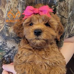 Skye - Golden female Cockapoo puppy in Mena, Arkansas from Ouachita River Cockapoos