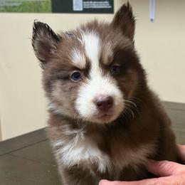 Tala - Agouti and white female Siberian Husky puppy in Thomasville, Georgia from Southern Blues Siberian Huskies