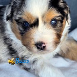 BUZZ - Blue merle male Toy Australian Shepherd puppy in Powell Butte, Oregon from Willow Lane Ranch