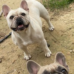 Daisy - French Bulldog