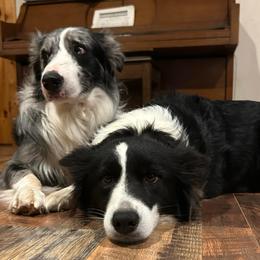 Winter - Border Collie