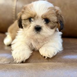 Mr. Green - Brindle and white male Shih Tzu puppy in Waco, Texas from Shih Tzus To Love
