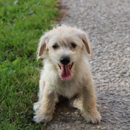 Clyde - male Companion Cross puppy in Ludington, Michigan from OT Maltese & Co