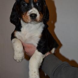 English Springer Spaniel Puppies from Stormin Pine and Prairie Springers