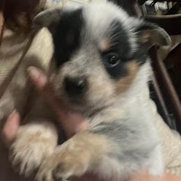Boy 1 - Blue male Australian Cattle Dog puppy in Norton, Ohio from Australian Cattle Dog Company