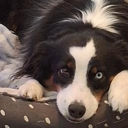 Aussiedoodles and Miniature American Shepherds from Rosewood Companions