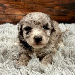 Astro - Merle male Bernedoodle puppy in Lancaster, Missouri from Cavapoo Acres