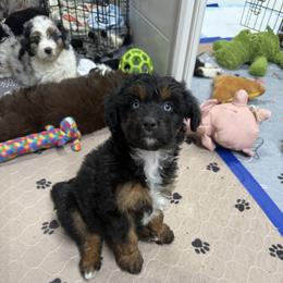 Assorted Doodle Crosses, Aussiedoodle, and Australian Shepherd Puppies from Junipersdoodles