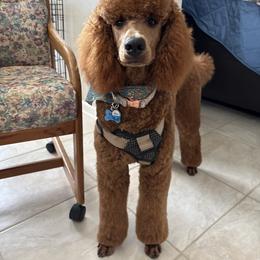 Poodle All Grown Up from Solid Rock Ranch Poodles