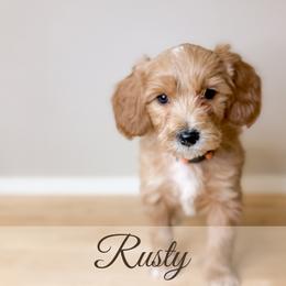Rusty - Apricot male Goldendoodle puppy in Melba, Idaho from KZ Doodles