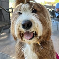 Bernedoodle, Goldendoodle, and Golden Mountain Doodle Puppies from Sonoran Standard Doodles