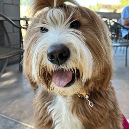 Bernedoodle, Goldendoodle, and Golden Mountain Doodle Puppies from Sonoran Standard Doodles