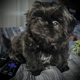 Shih Tzu Puppies from Lavender Lane Tzus