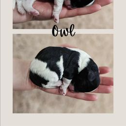 Owl - Tri-color male Cavapoo puppy in Newdale, Idaho from Canyon Creek Puppies