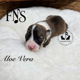 Aloe Vera Full Fluffy With A Tail - Sable female Pembroke Welsh Corgi puppy in Casper, Wyoming from Flying Note Shorties