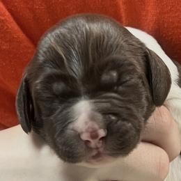 Illa girl 2 - Liver and white female Brittany puppy in Floyd Knobs, Indiana from Cross Creek Brittanys