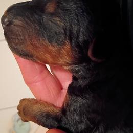Airedale Terrier Puppies from Black Opal