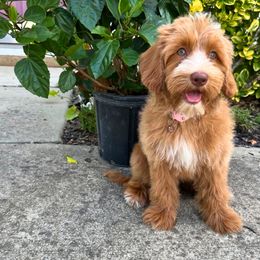 Rue - Apricot female Australian Labradoodle puppy in Raleigh, North Carolina from Happy Tails Labradoodles