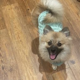 Glow - Pomeranian