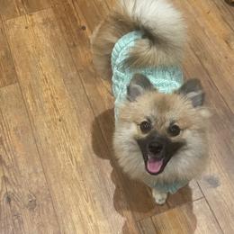 Glow - Pomeranian