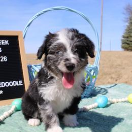 Cyrus - Blue merle male Aussiedoodle puppy in Hopkins, Missouri from Mowry Creek Mini Aussiedoodles and More
