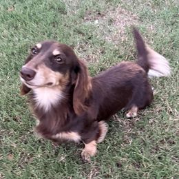 Rudy tootie - Dachshund