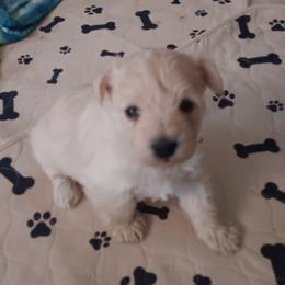 Miss Queen - Wheaten female Miniature Schnauzer puppy in Shoshone, Idaho from Debra Kruse's Miniature Schnauzers