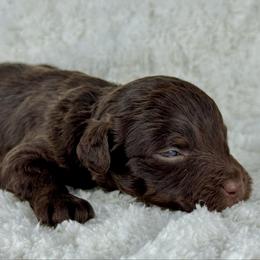 RPM10 - Red phantom male Aussiedoodle puppy in Prague, Oklahoma from Classic K9’s  Aussies & Doodles