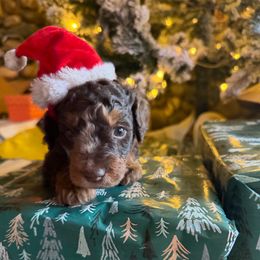 Charlie Brown - Phantom male Goldendoodle puppy in Millville, California from Hope Lane Kennels