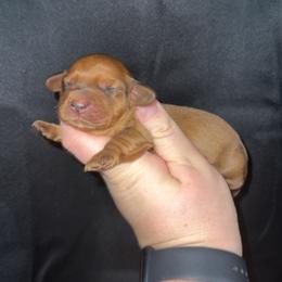 Louise - Red female Dachshund puppy in Liberty, Mississippi from Liberty Oaks Aussies and Dachshunds