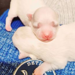 Maltese and Yorkshire Terrier Puppies from TLC Kennels TenderLittleCuties