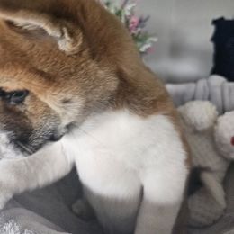 Shiba Inu Puppies from Shiba Shenanigans