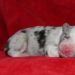 Whistleblower - Blue merle male Australian Shepherd puppy in Watkins, Colorado from FoxRest Australian Shepherds