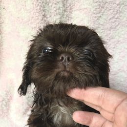 Australian Shepherd and Shih Tzu Puppies from Ford Hollow Farms Shih Tzus and Australian Shepherds