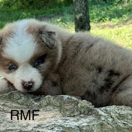 Beauty - Red merle female Australian Shepherd puppy in Copperhill, Tennessee from Tuff Country Farm