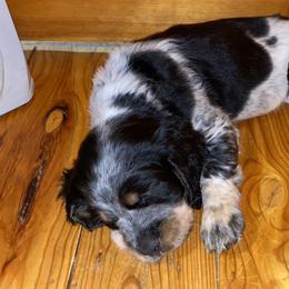 English Springer Spaniels from Muddy Brook Springers