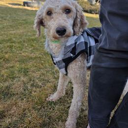 Delainy - Poodle