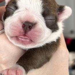 Dotty's red female - Red female Boston Terrier puppy in Yakima, Washington from Barnett’s AKC Boston Terriers