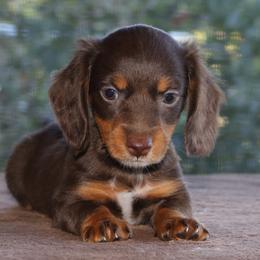 Puppy D Purebred DNA Tested Parents Family Raised - Chocolate and tan female Dachshund puppy in Haines City, Florida from Divine Poodle Paradise Standard Poodles & Divine Dachshunds