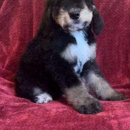 Bernedoodle Puppies from High Peaks Bernedoodles