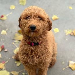 Marge - Poodle