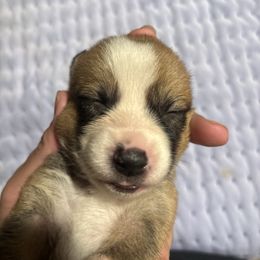 Comet - Sable female Pembroke Welsh Corgi puppy in Orangevale, California from Corgis of the Heart