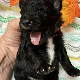 Nacho - Black and white male Aussiedoodle puppy in Nacogdoches, Texas from BA Mini Poodles