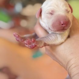 2nd pick male - White and black male Dalmatian puppy in Lake Mathews, California from Bully Market