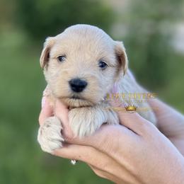 AKC Wheaten Boy 1 - Wheaten male Miniature Schnauzer puppy in Lake Placid, Florida from Love Giver Schnauzers