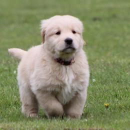Golden Retriever Puppies from OPK GOLDENS