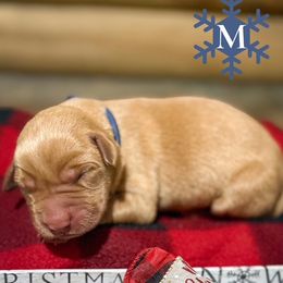 Boy 1 - Yellow male Labrador Retriever puppy in Franklin, Virginia from Oak Hollow Retrievers