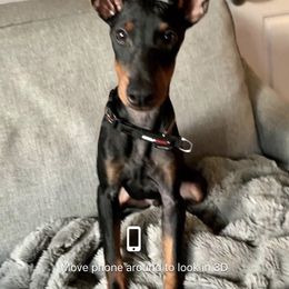 "Cenzo at home in NY" Ibizan Hound and Manchester Terrier Puppies from Ahram Ibizan hounds and Manchester Terriers